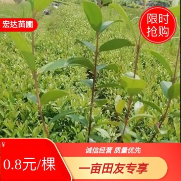桃金娘苗，大量供应桃金娘杯苗。长期供应优质苗木