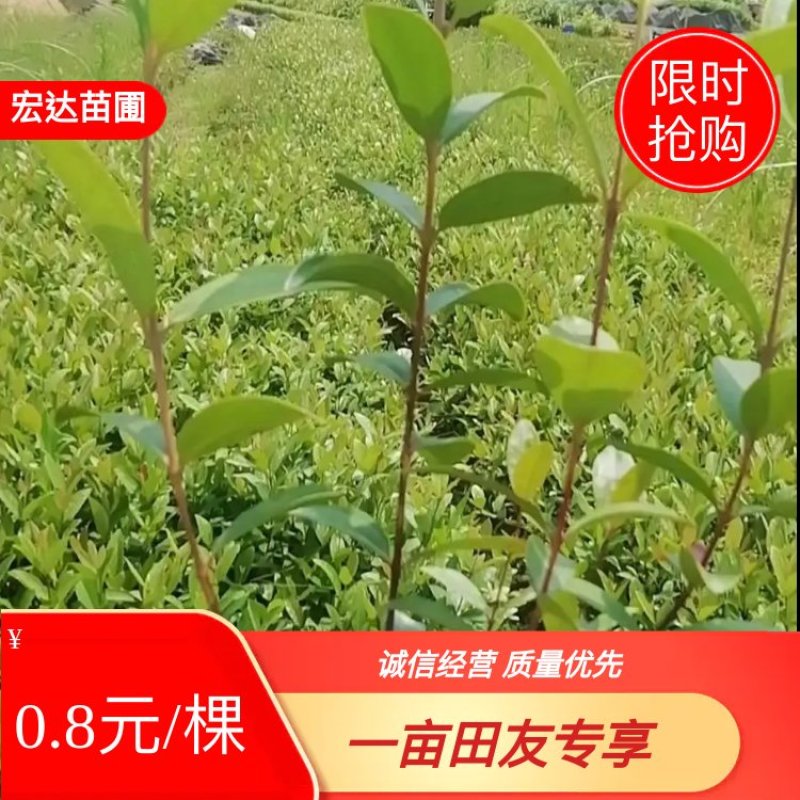 桃金娘苗，大量供应桃金娘杯苗。长期供应优质苗木