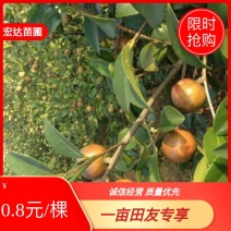 油茶苗，白花油茶苗，量大从优惠，长期供应优质苗木。