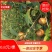 油茶苗，白花油茶苗，量大从优惠，长期供应优质苗木。