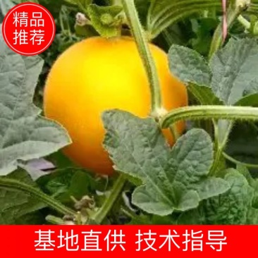 河北久红瑞甜瓜2斤以上通货看棚质量很好颜色红口感甜可代发