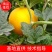 河北久红瑞甜瓜2斤以上通货看棚质量很好颜色红口感甜可代发