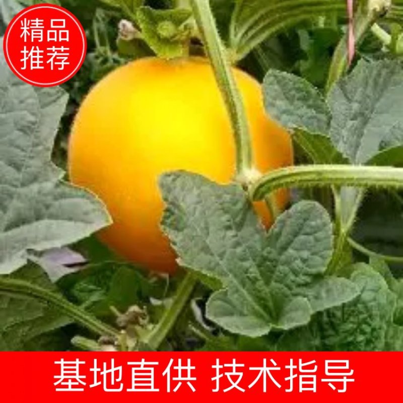 河北久红瑞甜瓜2斤以上通货看棚质量很好颜色红口感甜可代发