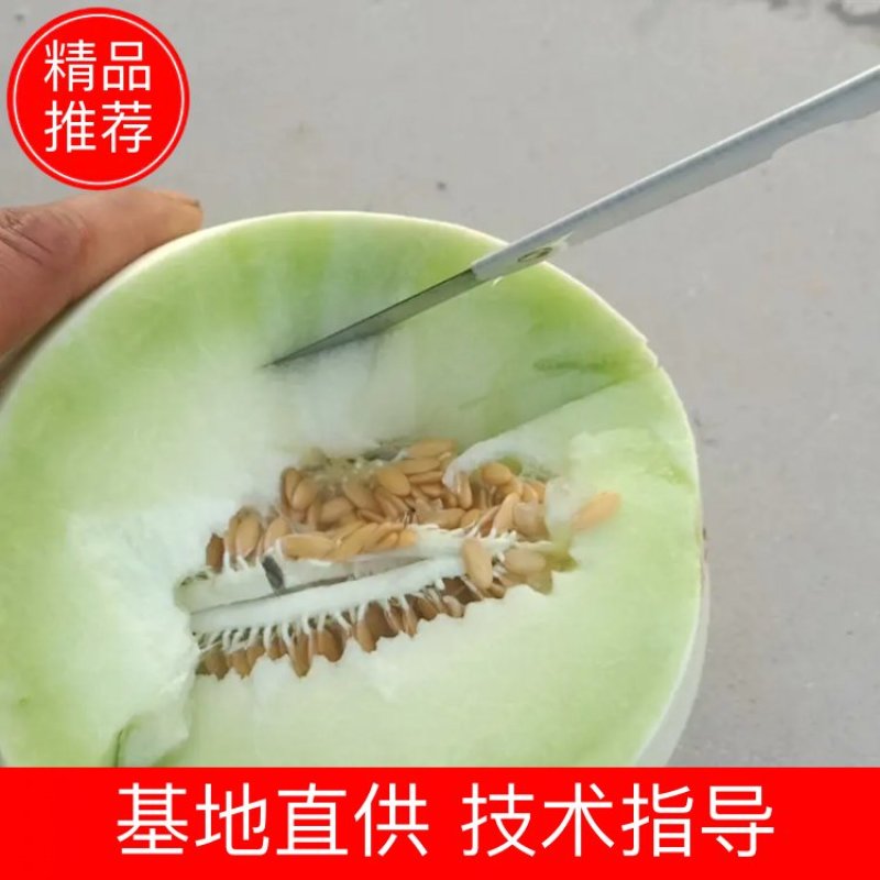 河北衡水精品甜瓜玉姑甜瓜长期供货质量保证诚信第一货源充足