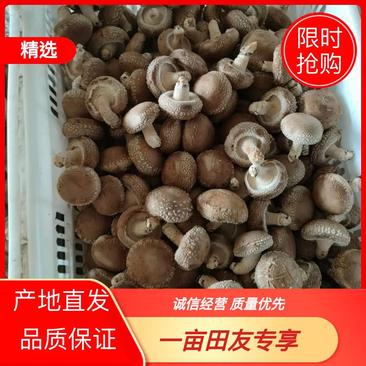 夏季香菇冬季水菇花菇基地供应产地批一手货源