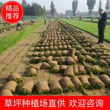 草坪草皮，魏县牛哲草坪种植场供应商四季青草坪