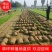 草坪草皮，魏县牛哲草坪种植场供应商四季青草坪