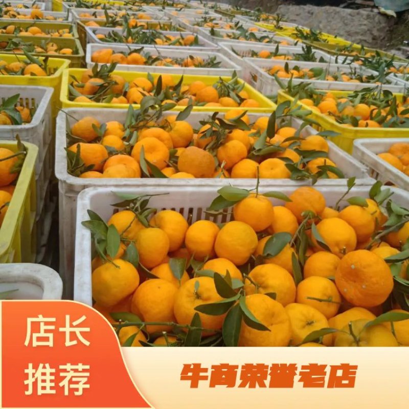 湖北柑桔椪柑新鲜采摘专业代收代办提供一条龙服务货源充足