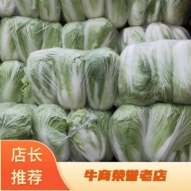 精品安徽阜阳蔬菜白菜有早熟白菜北京三号白菜欢迎进店选购