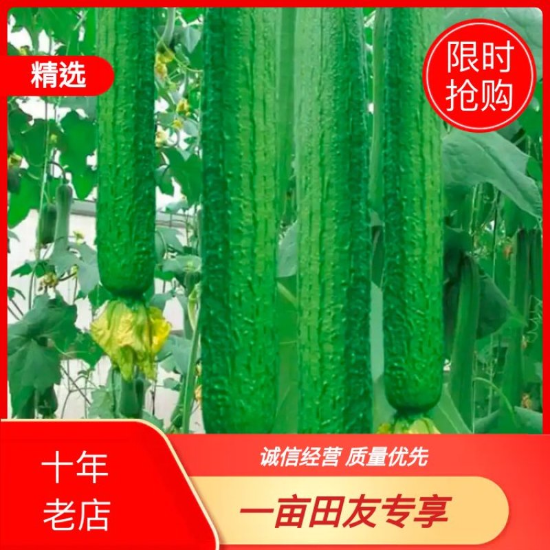 丝瓜。极早熟，杂交一代香瓜连续结瓜力强，