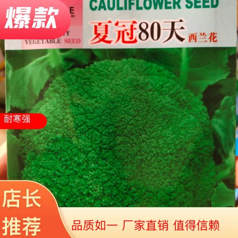 西蓝花，中熟，耐寒。抗病，厚实，，单球300克左右