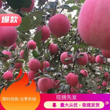 【基地直发】天水高山冰糖心红富士苹果大量上市，量大从优