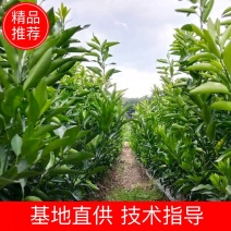 纯良沃柑苗湖南基地自育苗嫁接免费提供专业指导包邮包成活