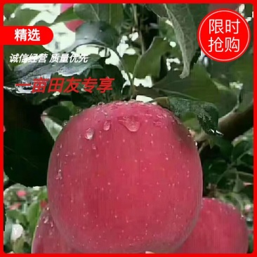 【推荐】天水套袋红富士大量上市，欢迎各地客商前来选购！