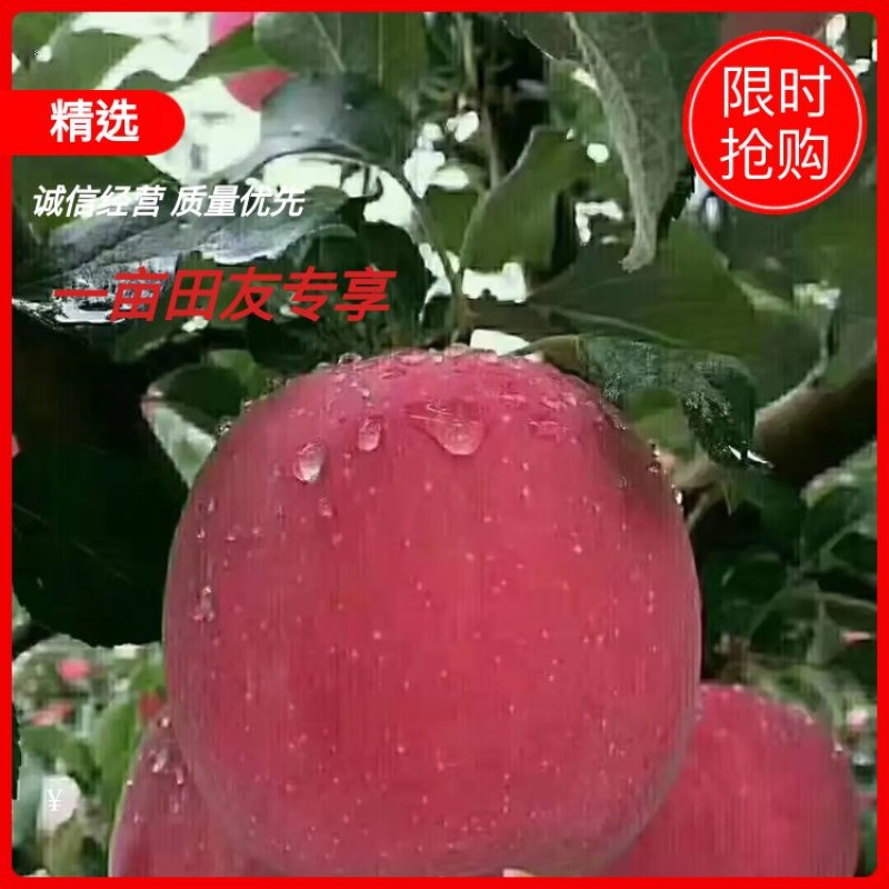 【推荐】天水套袋红富士大量上市，欢迎各地客商前来选购！