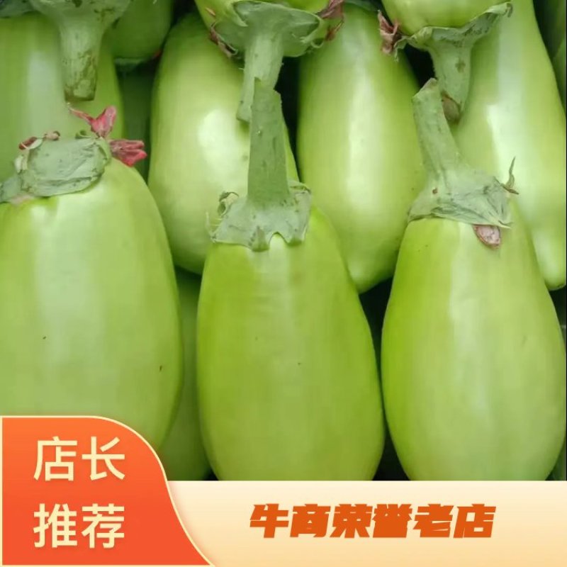 辽宁鞍山绿茄子，蔬菜绿茄子，量大从优欢迎电话联系