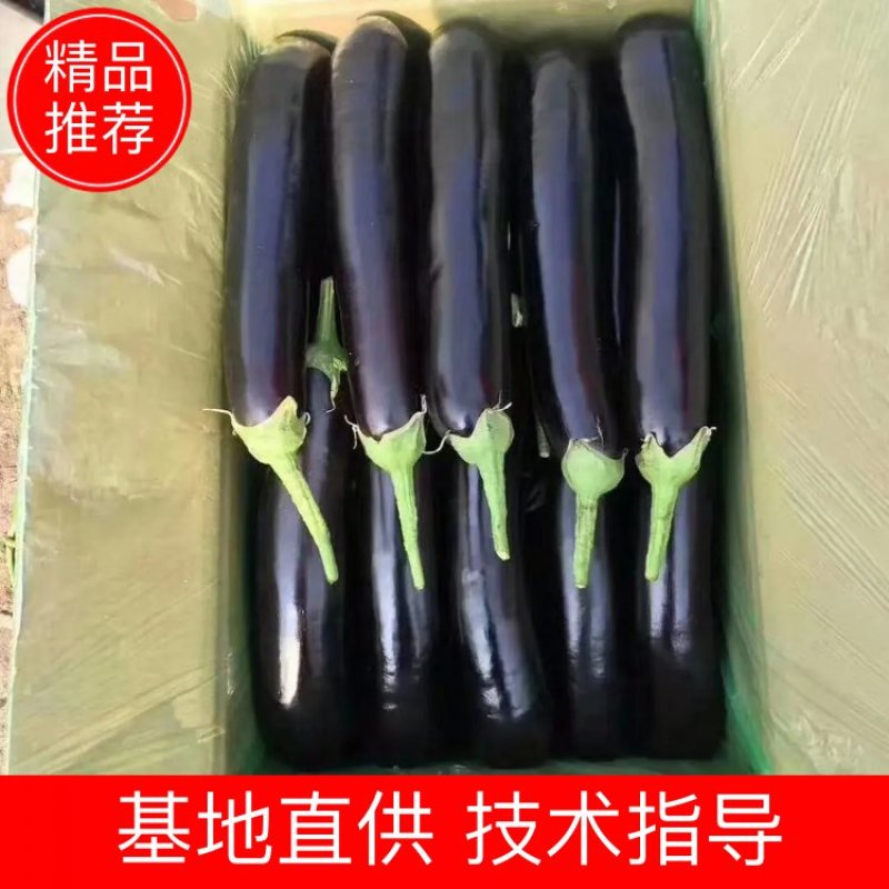 精品辽宁鞍山紫茄子，蔬菜紫茄子大量上市货优量足，欢迎选购