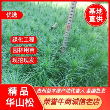 优质华山松苗绿化树苗基地直发一手货源技术指导