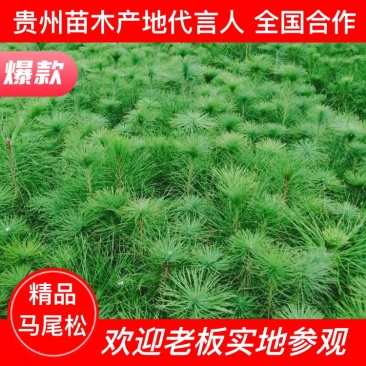 马尾松松树油松绿化树苗基地直发现挖现发质量保证