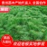 马尾松松树油松绿化树苗基地直发现挖现发质量保证