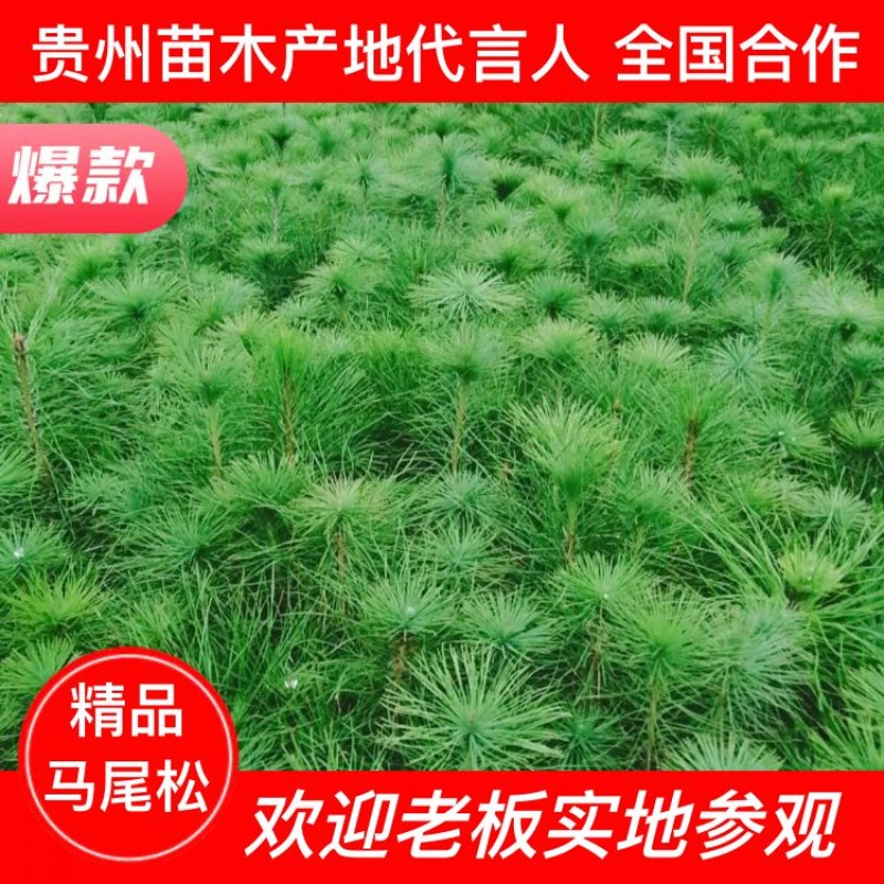 马尾松松树油松绿化树苗基地直发现挖现发质量保证