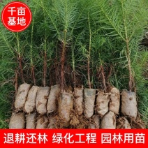 速生杉木苗优质杉树苗刺杉苗一手货源自产自销欢迎考察