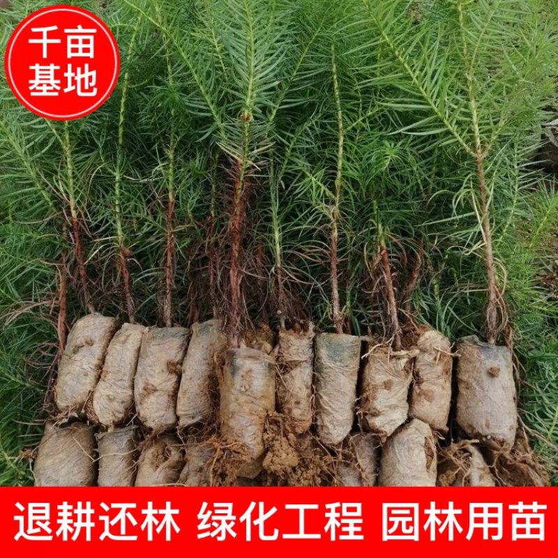 速生杉木苗优质杉树苗刺杉苗一手货源自产自销欢迎考察