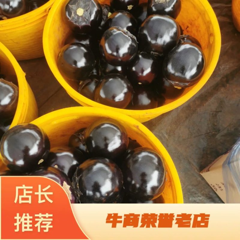 圆茄（徐闻县新品种）