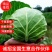 【实力推荐】优质特靓甘蓝2斤左右绿甘蓝精品质量常年