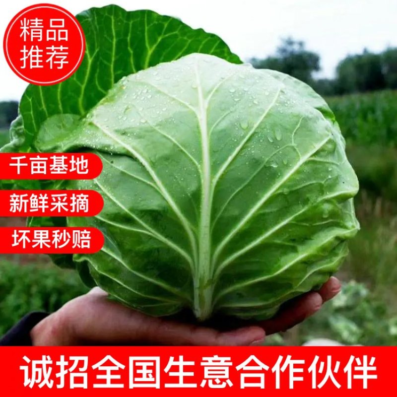 【实力推荐】优质特靓甘蓝2斤左右绿甘蓝精品质量常年