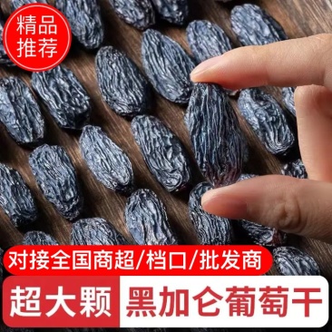 【有好货】特大精品水洗黑加仑源头货全国批发可视频看货量大