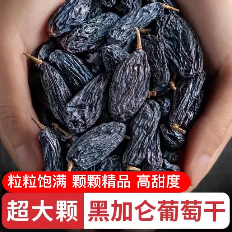 【有好货】特大精品水洗黑加仑源头货全国批发可视频看货量大