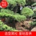 黑松精品火爆造型黑松，黑松盆景，日本黑松，异形黑松