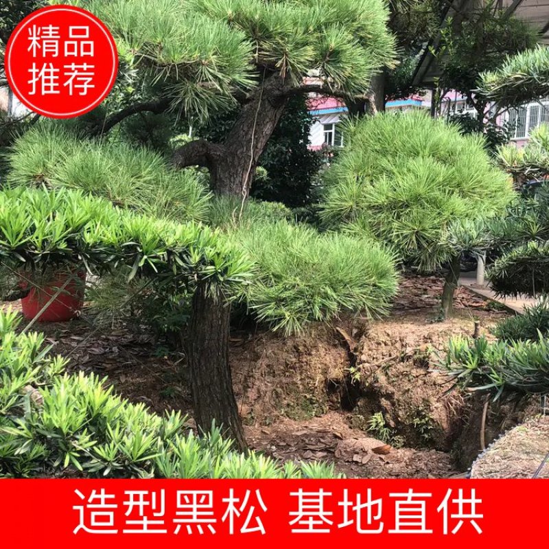 黑松精品火爆造型黑松，黑松盆景，日本黑松，异形黑松
