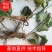 辽宁大叶草乌种苗，产地一手货源，品质保证，欢迎洽谈合作