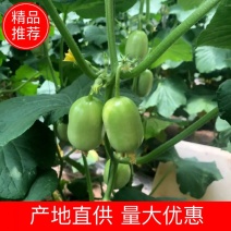 现货供应精品金童玉女小黄瓜