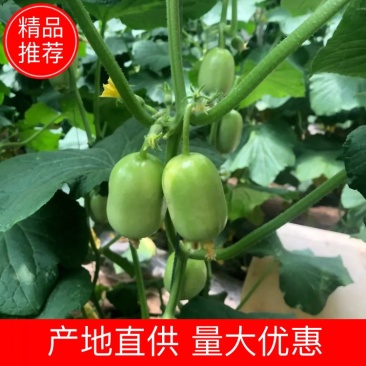 现货供应精品金童玉女小黄瓜