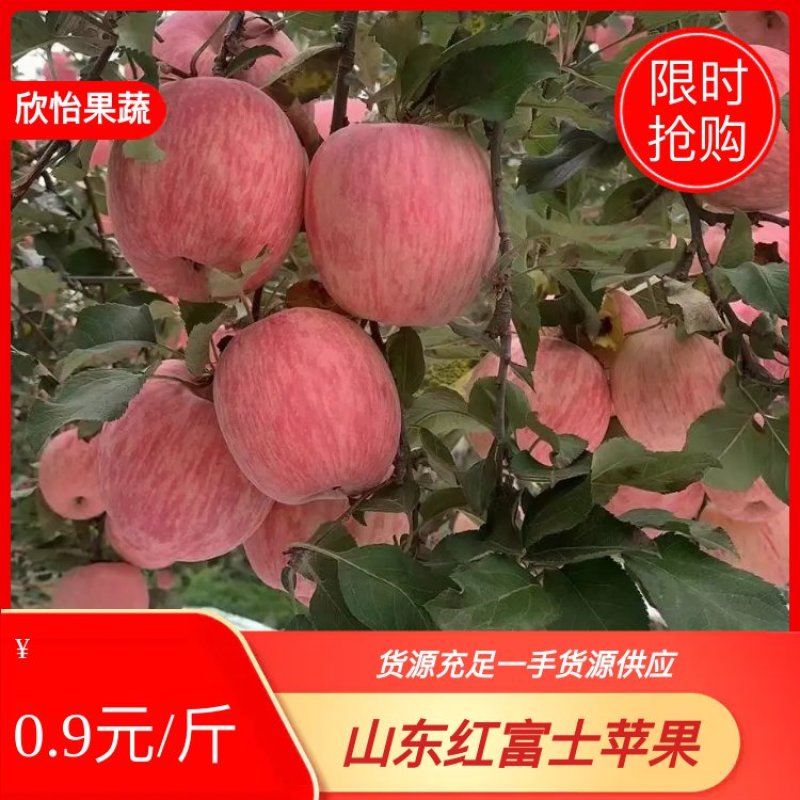 红富士苹果批发红富士苹果代收代入库货源充足一手货源