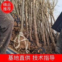 基地直供2345公分桃树苗，价格实惠，包修剪，欢迎来电