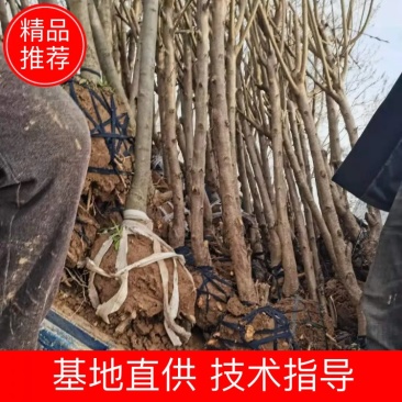 基地直供2345公分桃树苗，价格实惠，包修剪，欢迎来电