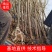 基地直供2345公分桃树苗，价格实惠，包修剪，欢迎来电