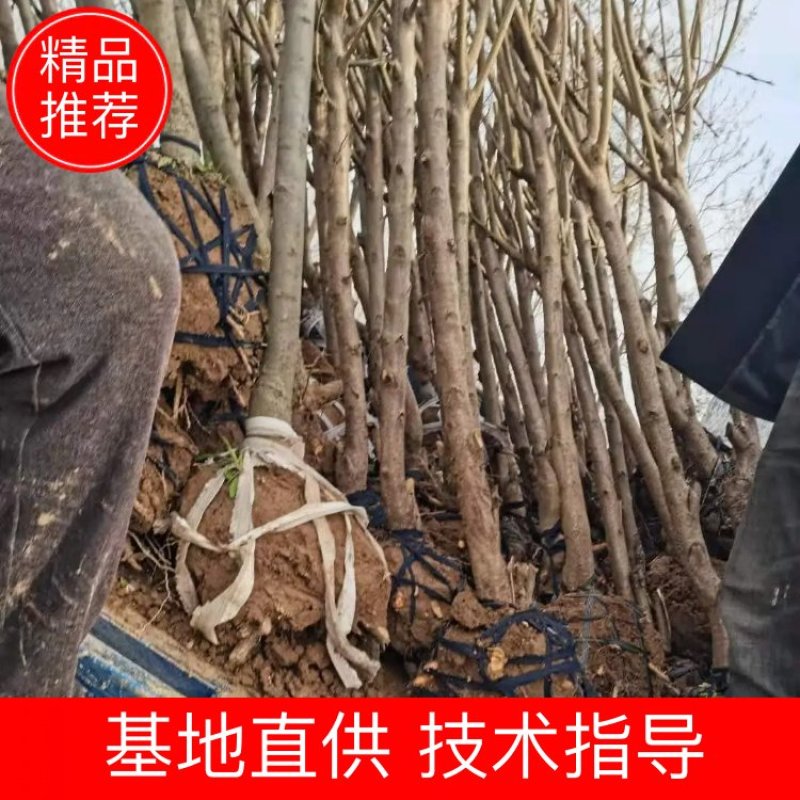 基地直供2345公分桃树苗，价格实惠，包修剪，欢迎来电