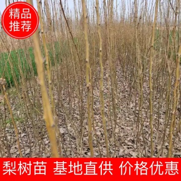 基地直供梨树苗，价格实惠，量大从优，欢迎各位老板来电