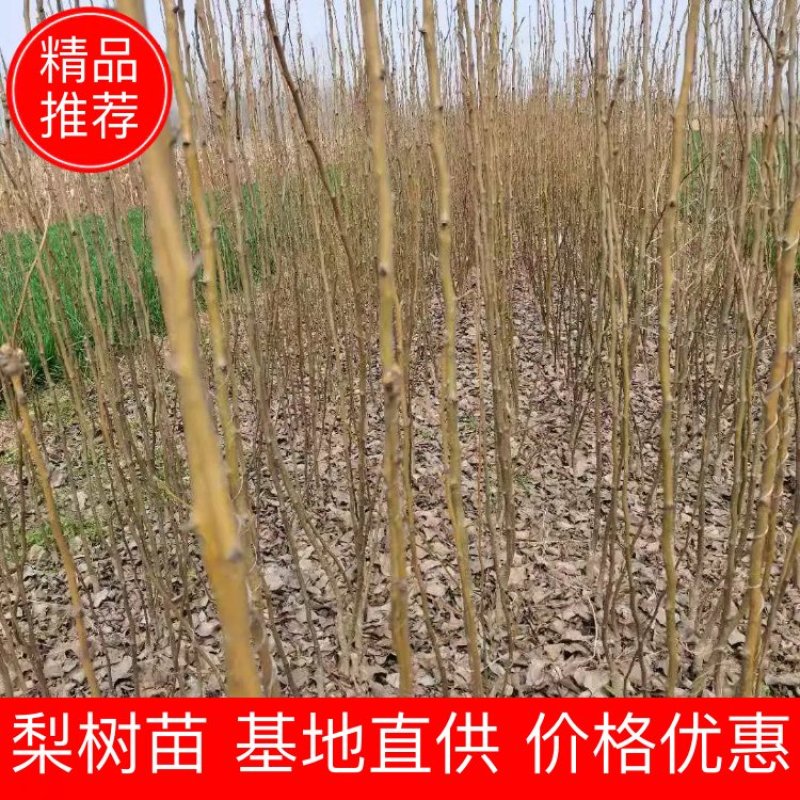 基地直供梨树苗，价格实惠，量大从优，欢迎各位老板来电