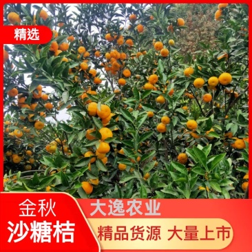 江西砂糖橘，皮儿薄汁多，色泽好，成熟度高，糖分够，大量上