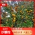 江西砂糖橘，皮儿薄汁多，色泽好，成熟度高，糖分够，大量上
