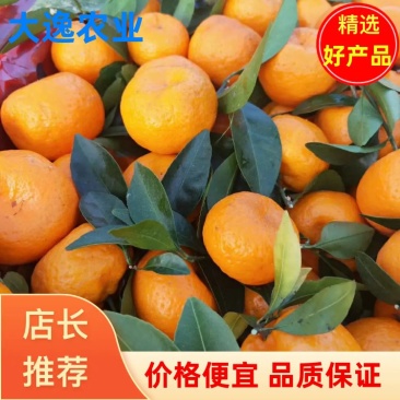 【热销】南丰蜜橘皮薄多汁肉口感好量大从优欢迎下单