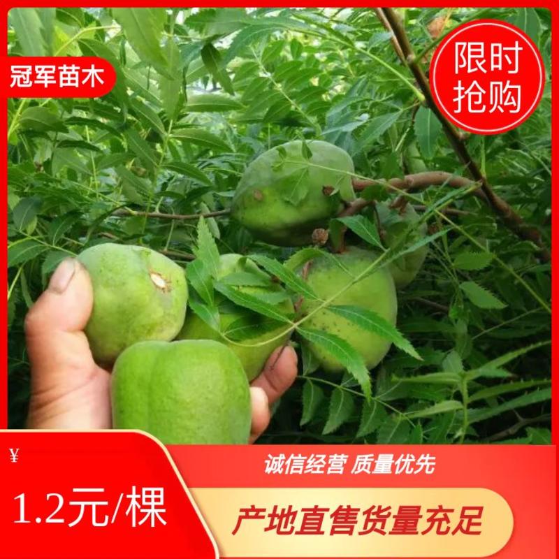 文冠果苗，0.5～7公分文冠果，文管果苗，木瓜
