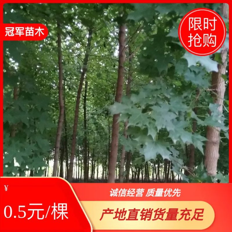 五角枫小苗，0.5粗～8公分五角枫，占地五角枫