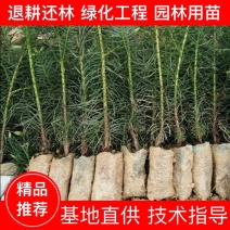 推荐杉木苗-优质杉树苗基地直发一手货源提供两证一签